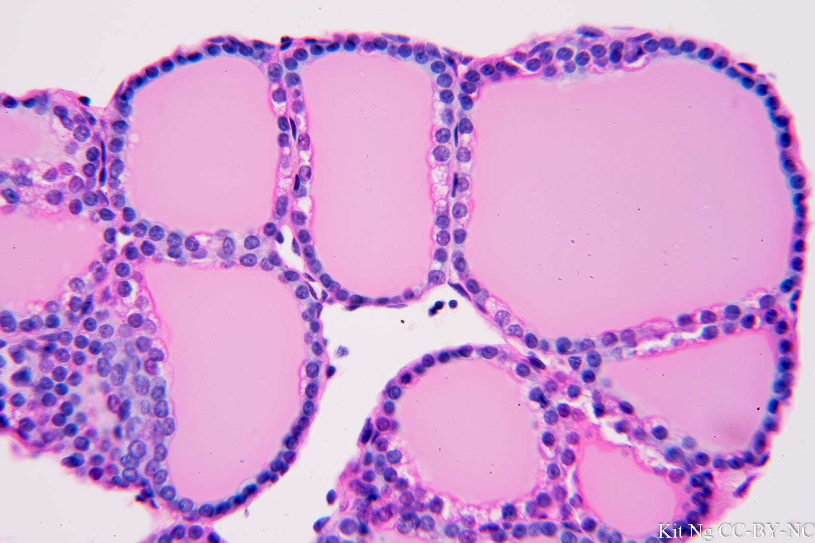 Simple Cuboidal Epithelium – Kit Ng, Ph.D.