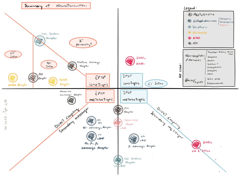 overview-of-neurotransmitters