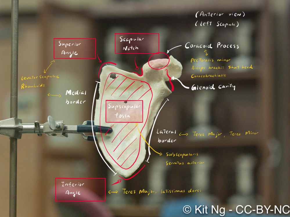 scapula1