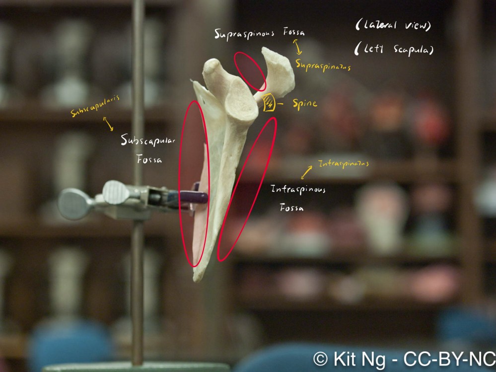 scapula2