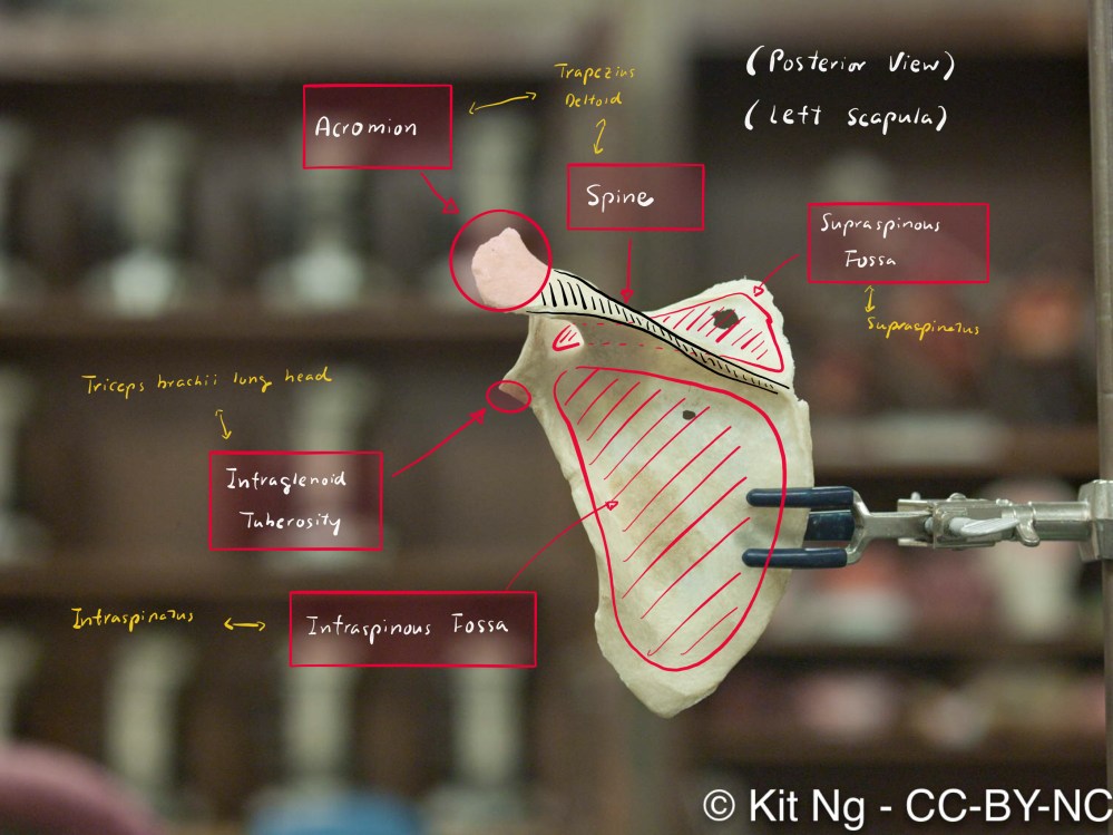 scapula3
