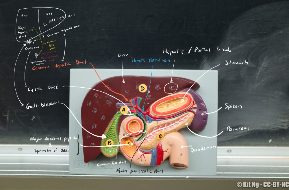 liverpancreas_annotated