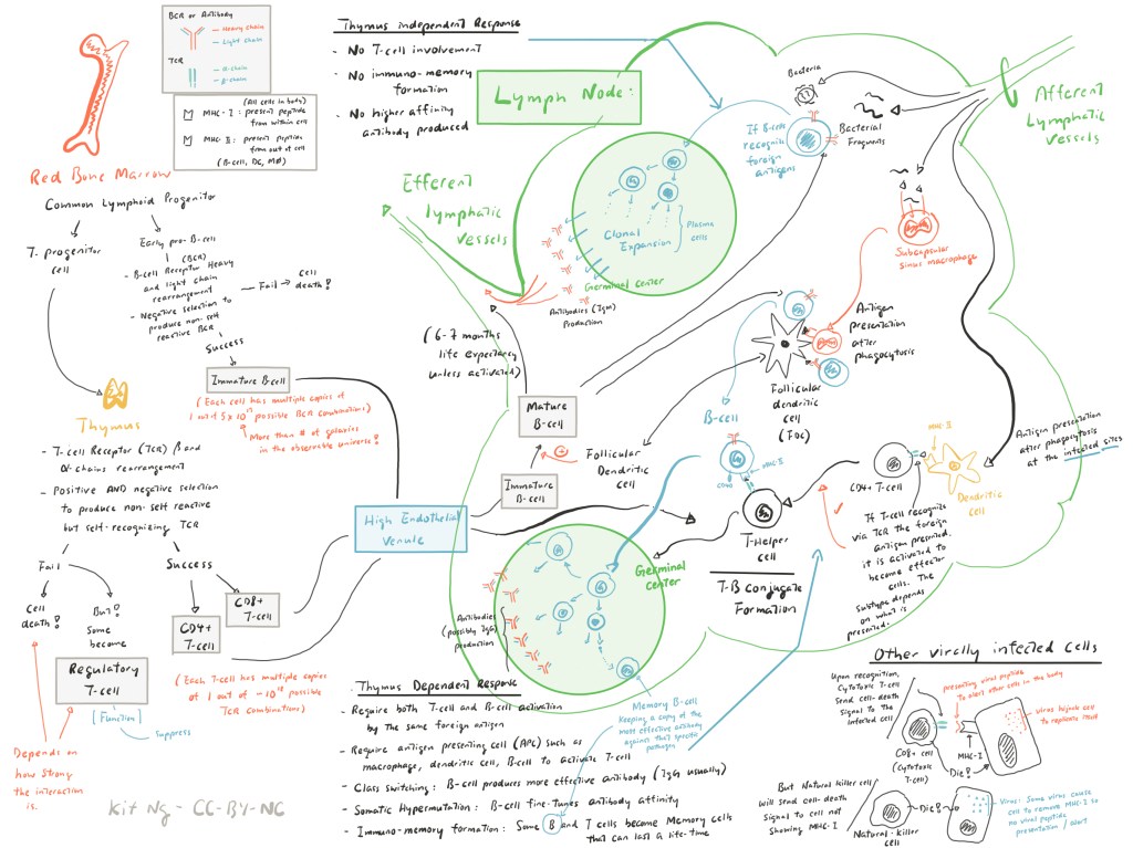 Overview of the Adaptive Immune Response in the Lymph Nodes – Kit Ng, Ph.D.