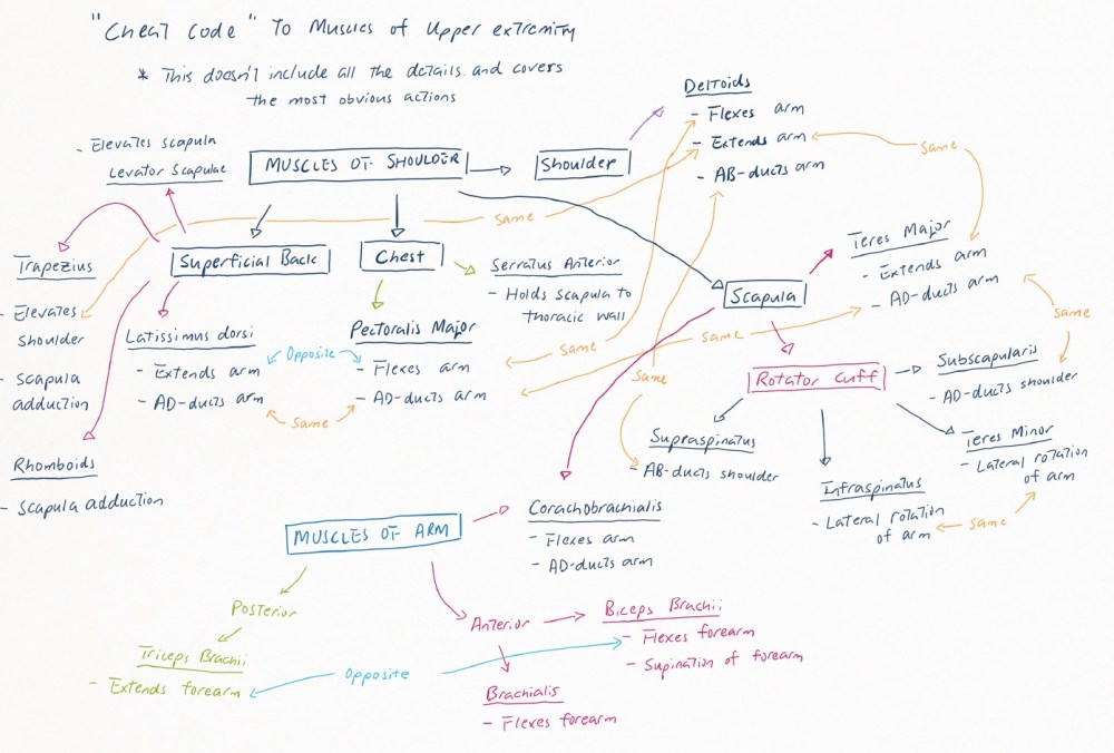 Upper Extremity muscles movement